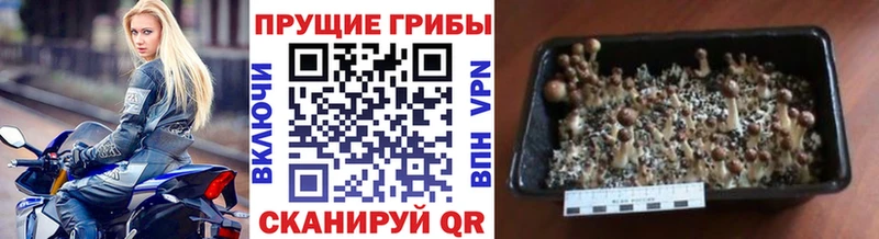 Псилоцибиновые грибы ЛСД Козьмодемьянск